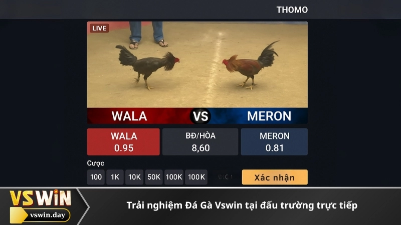 Trải nghiệm Đá Gà Vswin tại đấu trường trực tiếp